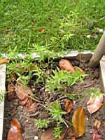 Garance des teinturiers, Rubia tincturium (Lyon, Parc de la Tete d'or, 2012)(3)